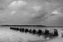 Bramble Bush Bay Black and White