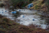 Weaned Grey Seal Pups