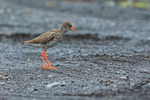 Redshank calling, near Hotel Raudaskrida, Iceland