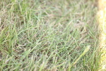 SBM_19715