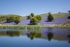 Bluebell Reflections