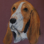 Basset Hound