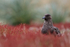 Brown Skua in sheep's sorrel, Sea Lion Island, Falklands