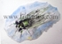 Taupo Cicada Watercolour.
