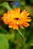Orange Marigold - DSC_9238