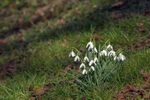 Snowdrops in Spring
