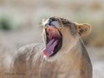 Big yawn