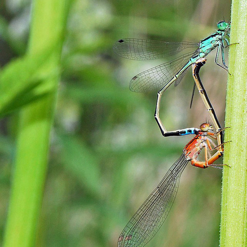 A mating pair of Eastern Forktail damselflies.