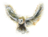 "barn owl in flight"