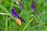 Large Skipper