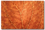 Leaf Macro