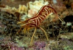 Hippolyte prideauxiana