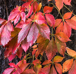 VIRGINIA CREEPER UP CLOSE - NORFOLK COUNTY