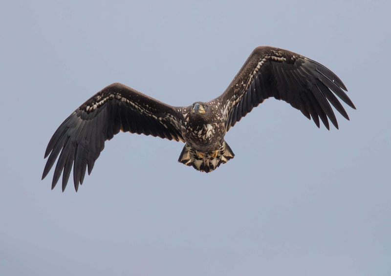 White Tailed Eagle - Isle of Mull - Scotland