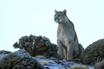 Puma sits up and watches, Torres del Paine, Chile