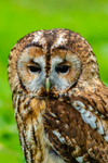 tawny owl Strix aluco-6861