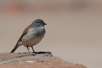 Red-backed Sierra-Finch, El Tatio Geyser Field, Chile
