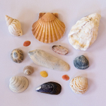 17th May Shells