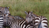 Zebra Herd 1