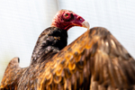 turkey vulture Cathartes aura-4858