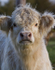 HIGHLAND COW, Grasspoint, Isle of Mull