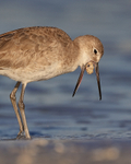 Willet regurgitates food pellet, Fort De Soto Park, Florida