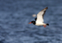 SBW008: Oystercatcher