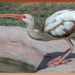 2nd PDI Charlie Kidd Ibis in oils and framed 