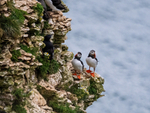 Puffins