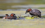 Little Grebe - Tachybaptus ruficollis