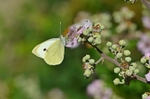 Large White