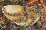 Ophiothrix fragilis