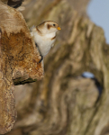 SNOW BUNTINGS