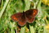Scotch Argus