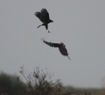 Marsh Harriers