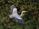 Flying Great Blue Heron, Venice Rookery, Florida