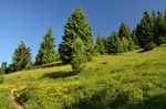 Eastern Carpathian Mountains, Harghita County, Romania