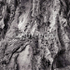 Bark # 11D
