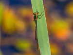 Emerald Damselfly