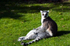 Ring-tailed Lemur - 0593