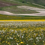 Wild Tulips (Tulipa sylvestris ssp australis) growing with Poet's Narcissus (Narcissus poeticus