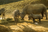 White Rhinos - Emily and Lotti meeting zebras
