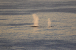Whale Blow 4