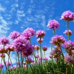 Sea Thrift