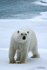 IMG_0234 Svalbard