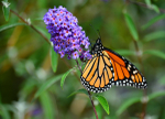 Monarch on a Buddleia