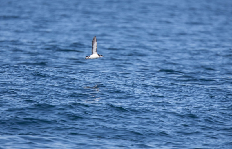 Manx Shearwater - Inner Hebrides - off the Isle of Mull