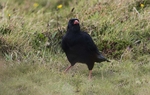 Chough