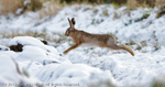 Brown Hare (Lepus europaeus) jumping Ditch