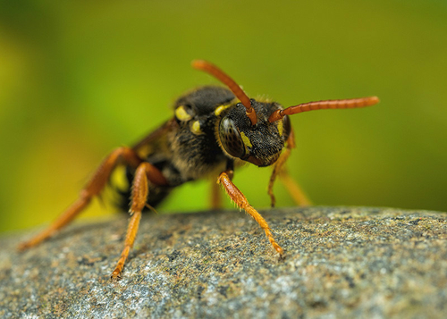 [i]Nomada goodeniana[/i] near an [i]Andrena nigroaenea[/i] colony. Warwickshire, May 2014.